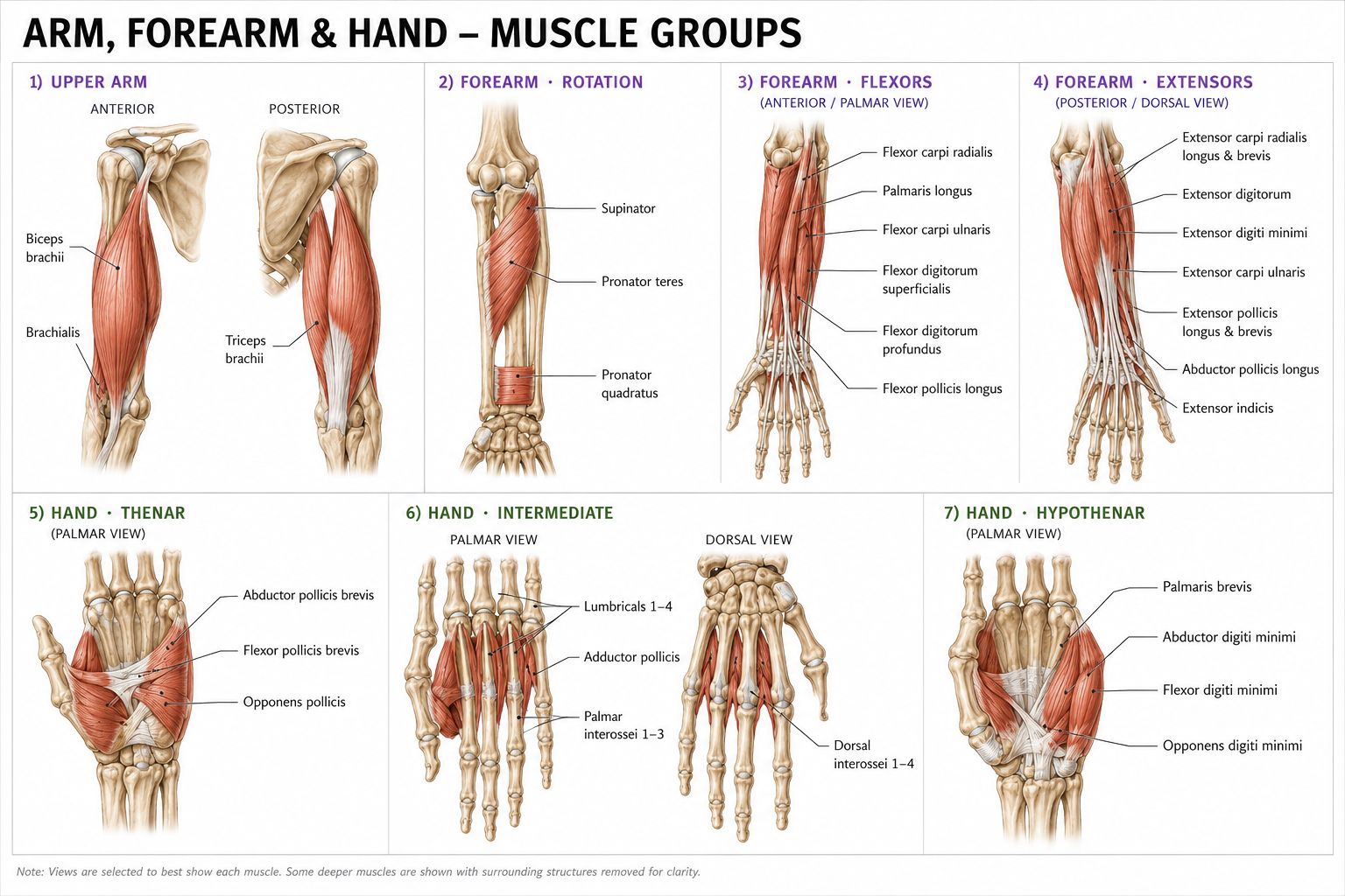 Arm, forearm and hand muscle anatomy diagram